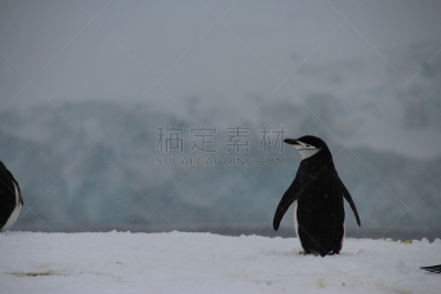 帽带企鹅,半月岛,寂寞,南极洲,水平画幅,雪,鸟类,企鹅,野外动物,户外
