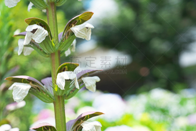 bear's breeches,白色,六月,植物,水平画幅,无人,紫色,日本,夏天,神奈川县