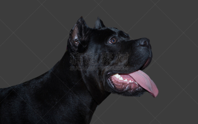 狗,舞杖,友谊,宠物,纯种犬,水平画幅,neopolitan獒,乐趣,等,犬科的