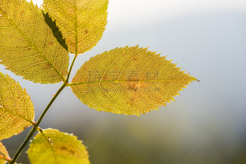山毛榉树,动物背脊,轻的,水平画幅,无人,衰老过程,生物学,特写,四季,植物细胞