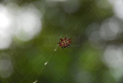 蜘蛛,蜘蛛网,星星,无人,昆虫,自然,拉丁美洲,西那罗亚,图像,水平画幅