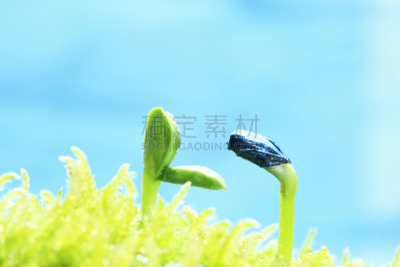 双叶区,呼吸气 ,自然,植物,水平画幅,绿色,无人,种子,环境,叶子