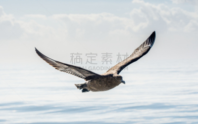 大贼鸥,水,天空,美,风,水平画幅,美人,鸟类,动物身体部位,野外动物