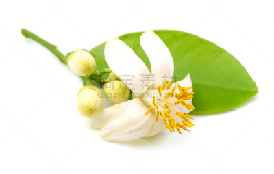 柚子,白色背景,分离着色,自然,水平画幅,水果,无人,香水,浪漫,户外