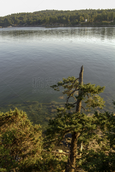 风景,梅恩岛,月桂树,自然,海湾群岛,垂直画幅,图像,海洋,加拿大,太平洋