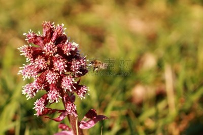 Eine Wildbiene im Anflug auf eine Blüte
