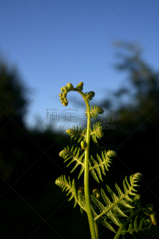 欧洲蕨,黄昏,印地安娜,垂直画幅,无人,轻的,黑色,彩色图片,光,蜘蛛