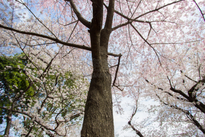 天空,公园,樱花,东京,蓝色,日本,基塔,吉野樱花,花见节,星和园