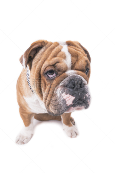 注视镜头,英格兰斗牛犬,垂直画幅,褐色,梗犬,动物主题,斗牛犬,哺乳纲,狗,乐趣