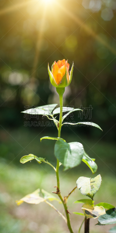 春天,前景聚焦,自然美,垂直画幅,水,留白,情人节,家庭生活,夏天,草