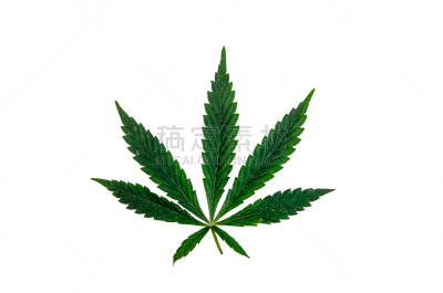 白色,叶子,分离着色,青光眼,塔法里教教徒,叶状图案,另类生活方式,休闲活动,草,消遣性药物