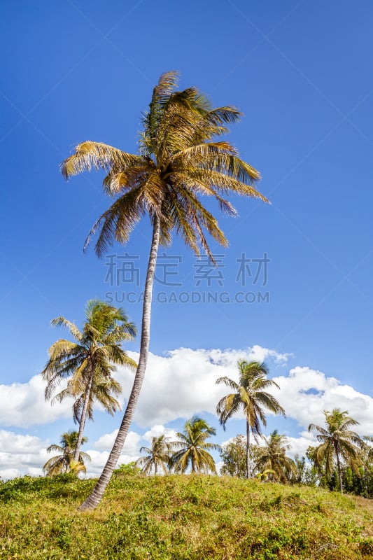 棕榈树,种植园,垂直画幅,天空,能源,草坪,夏天,草,农作物,热带气候