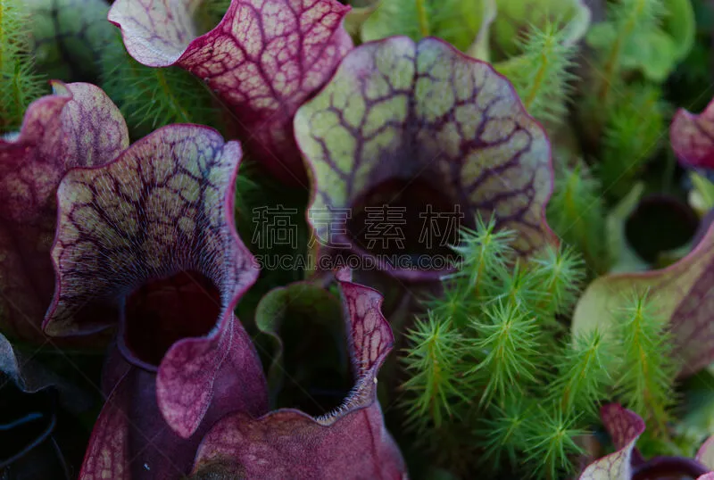 猪笼草 肉食植物 自然 自然现象 植物 水平画幅 热带气候 无人 英国 花科植物图片素材下载 稿定素材