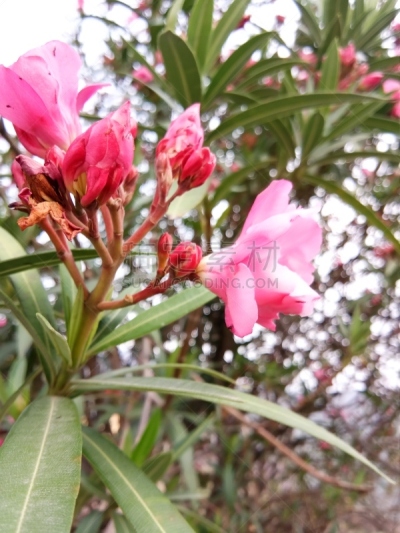 粉色,玫瑰,特里加瓦尔区,背景分离,浪漫,印度次大陆,乌塔兰恰尔邦,春天,植物,背景