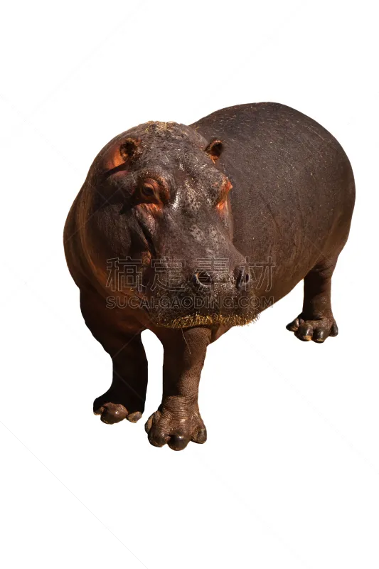 河马 分离着色 自然 垂直画幅 野生动物 巨大的 非洲 白色背景 动物身体部位 野外动物图片素材下载 稿定素材