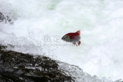 红大马哈鱼,鲑鱼,阿拉斯加,自然,水,野生动物,美国,水平画幅,瀑布,无人