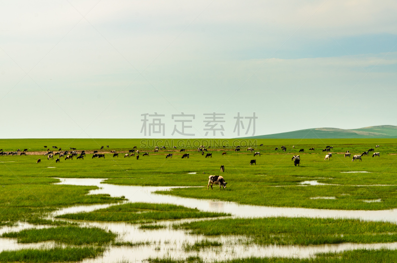 内蒙古自治区,中国,母牛,平原,花体,水,天空,气候,水平画幅,无人