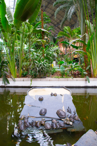 马德里,车站,微咸水,鳖,爬虫学,海龟,水资源保护,垂直画幅,水,天空