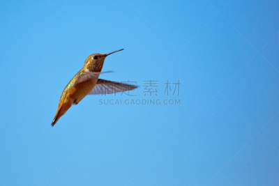 天空,人老心不老,水平画幅,蓝色,鸟类,动物身体部位,翅膀,荧光色,蜂鸟,喙