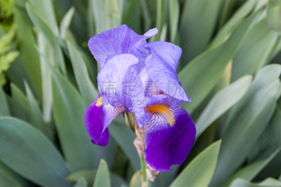 bearded iris,马可岛,单子叶植物,天门冬目,转基因,水平画幅,无人,夏天,户外,图像