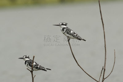 杂色翠鸟,两只动物,纳瓦沙湖,翠鸟,自然,野生动物,水平画幅,鸟类,非洲,动物身体部位