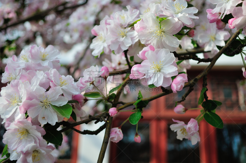 海棠,春天,自然,北京大学,图像,花朵,美,自然美,花瓣,花头