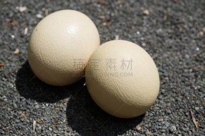 特写,卵,鸵鸟,水平画幅,鸟类,巨大的,生食,户外,鸟巢,鸵鸟蛋