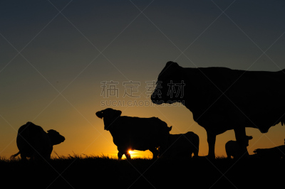 母牛,黄昏,吕伐登,滩涂,沟,弗里斯兰省,家牛,运河,水,天空