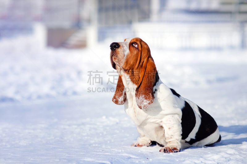 冬天,狗,矮脚猎犬,沮丧,水平画幅,雪,户外,图像,前景聚焦,猎犬