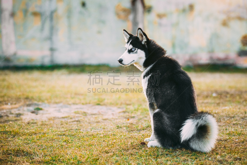 幼小动物,快乐,干的,草,爱斯基摩犬,水平画幅,夏天,户外,白色,西伯利亚