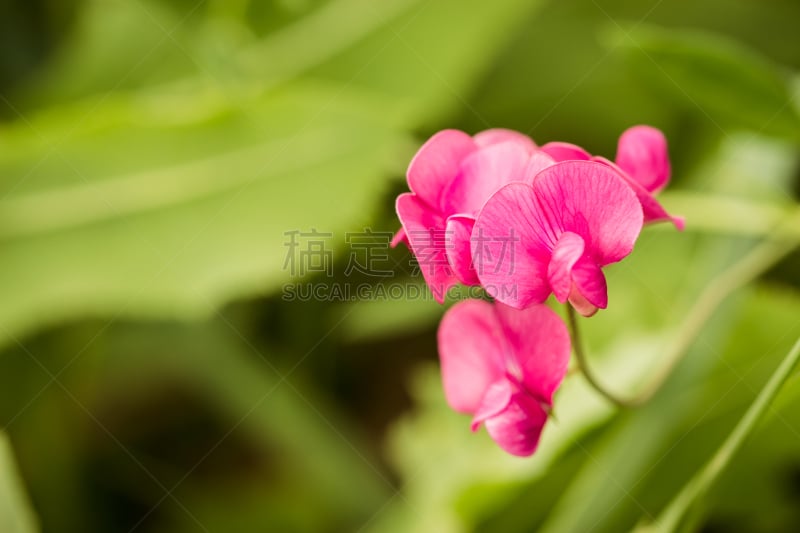 野花,紫色,花序,美,艺术,水平画幅,无人,夏天,户外,草