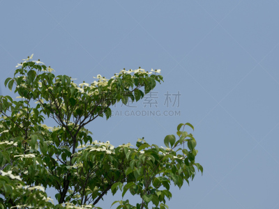 日本,开花的山茱萸,四照花,山茱萸,水平画幅,绿色,无人,夏天,户外,花