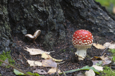 毒蘑菇,蘑菇,伞形毒菌,毒蝇菇,自然,水平画幅,无人,有毒生物体,苔藓,健康保健