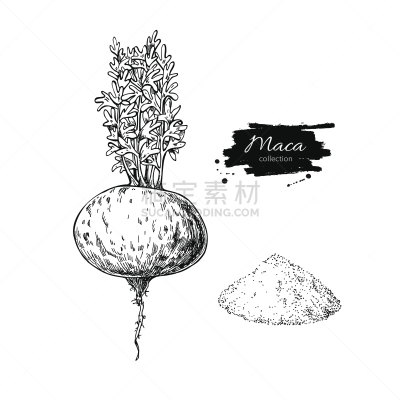 玛咖,研磨食品,植物,绘画插图,矢量,吧台,动物手,分离着色,根部,蚀刻版画