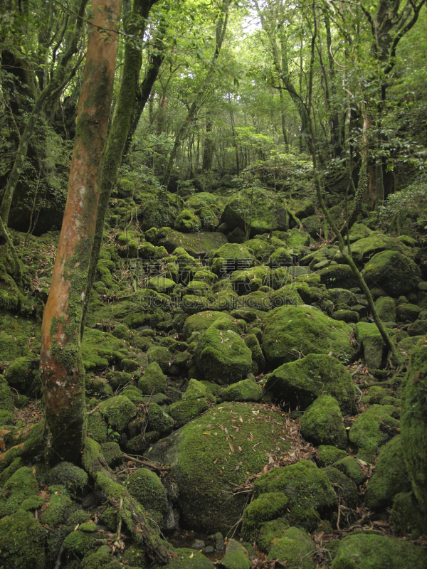 屋久岛,鹿儿岛县,日本,森林,自然,垂直画幅,公主,苔藓,旅行者,绳文杉