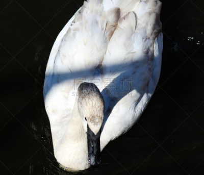 湖,trumpeter swan,水,美,水平画幅,雪,优美,鸟类,野外动物,户外