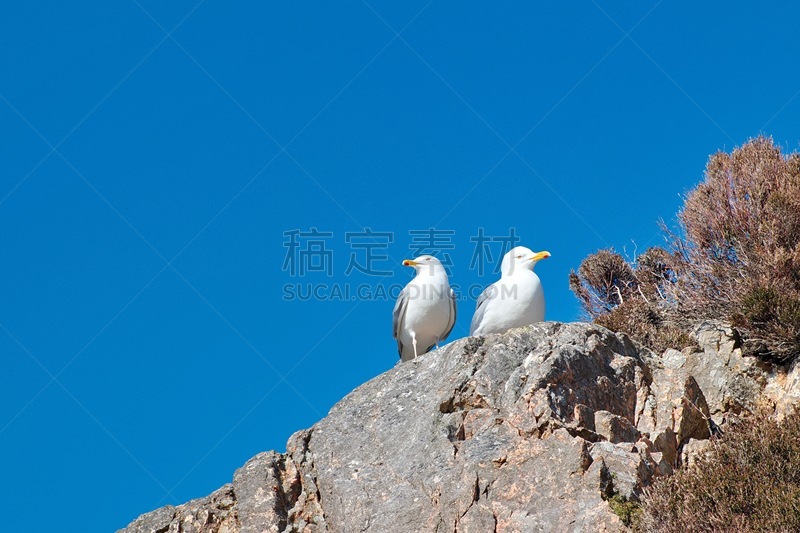 黑背海鸥,蓝色,白色,喙,海滩,海鸟,特写,天空,海鸥