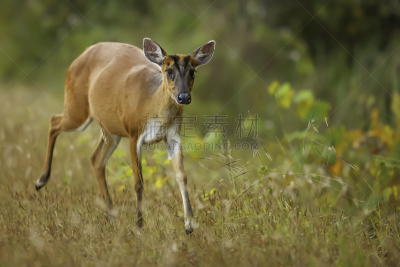 鹿,brow-antlered deer,小鹿,母鹿,褐色,水平画幅,早晨,野外动物,夏天,户外