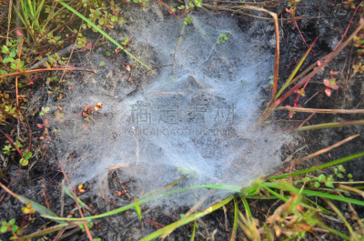 蜘蛛网,腰部以下,捕鼠器,水平画幅,户外,白人,草,青年人,白色,儿童