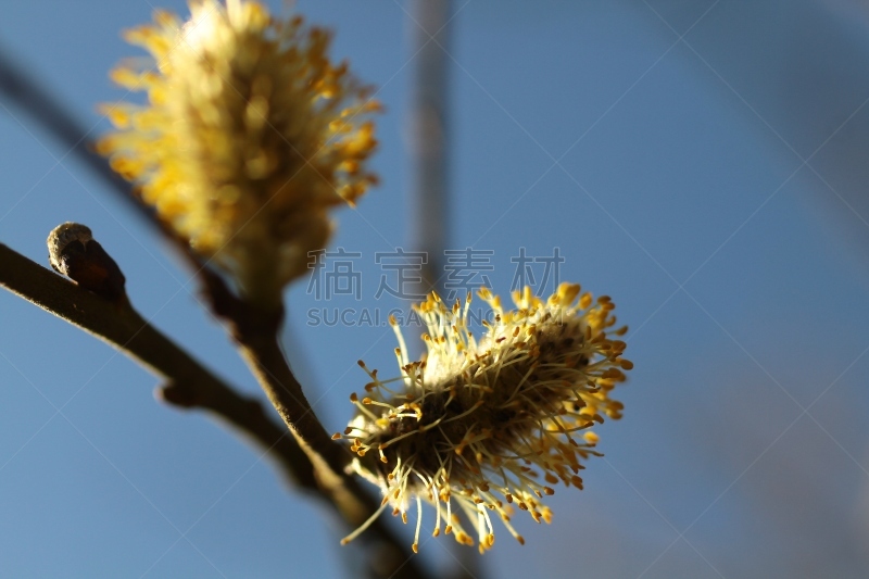 飞絮柳,柳树,自然,比利时,图像,花朵,灌木,无人,野生植物,世界自然保护联盟红色名录