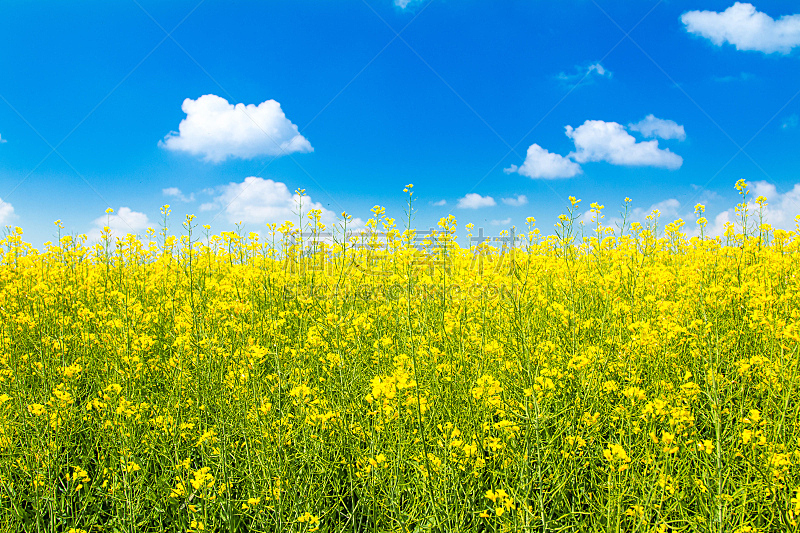 油菜花,黄色,天空,水平画幅,能源,无人,户外,生物学,农作物,田地