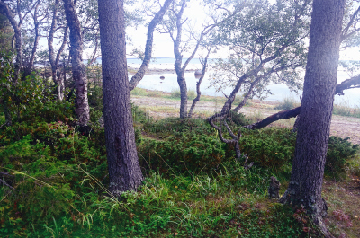 俄罗斯,北,索洛维茨基群岛,森林,海岸地形,水平画幅,沙子,无人,夏天,户外