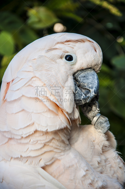 玫瑰,鹦鹉洲,鹦鹉蛇,parrot's beak海里康属植物,王鹦鹉,亚马逊鹦鹉,折衷鹦鹉,垂直画幅,无人,鹦鹉