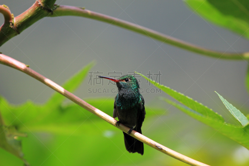 开叉尾翠绿色蜂鸟,尼加拉瓜,蜂鸟,枝,祖母绿,圣伯纳犬,blue chinned sapphire hummingbird,翠绿色蜂鸟,红褐色尾蜂鸟,红褐色蜂鸟