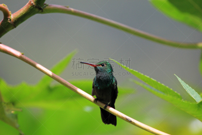 开叉尾翠绿色蜂鸟,尼加拉瓜,蜂鸟,枝,祖母绿,圣伯纳犬,blue chinned sapphire hummingbird,翠绿色蜂鸟,红褐色尾蜂鸟,红褐色蜂鸟