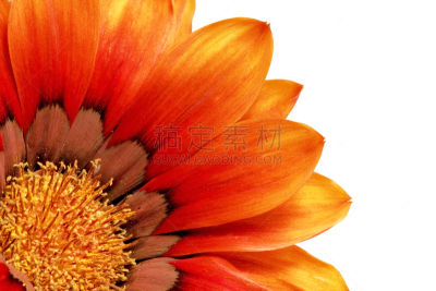 杂色菊属,仅一朵花,雏菊族,分离着色,水平画幅,无人,特写,花束,花蕾,白色