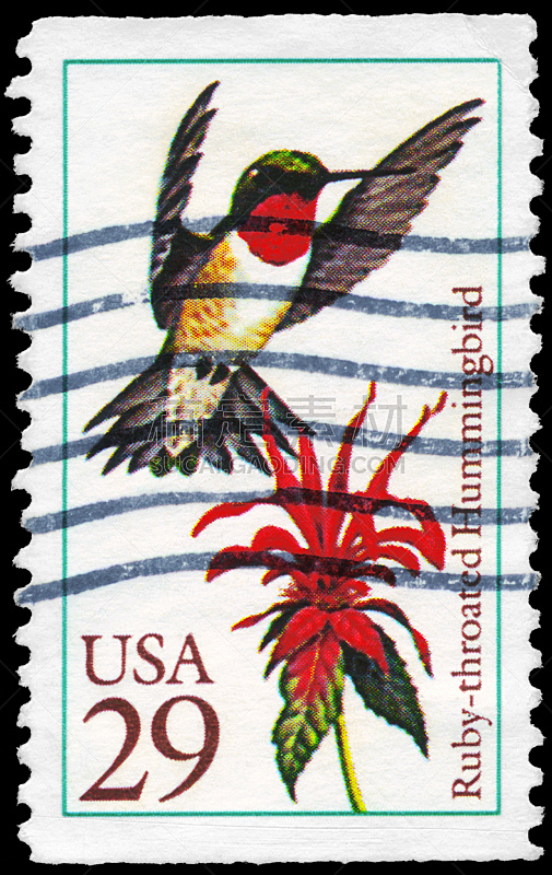 蜂鸟,自然,垂直画幅,野生动物,美国,无人,鸟类,古老的,野外动物,邮戳