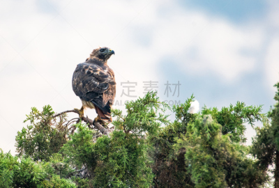 红尾鹰,野生动物,克拉玛瀑布,俄勒冈郡,一只动物,老鹰,自然美,动物,鸟类,自然现象