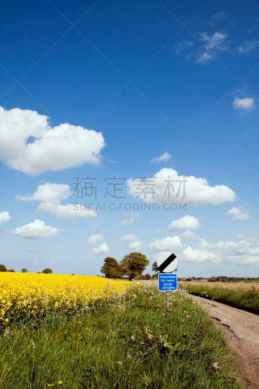 英格兰,单车道,峨参,野胡萝卜花,绿化隔离带,诺福克,垂直画幅,天空,无人,户外