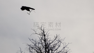鸟类,燕窝蕨,鸟足识别环,鸟屎,鸟鸣声,小鸟球,小鸟笼,白鹭,苍鹭,食肉鸟